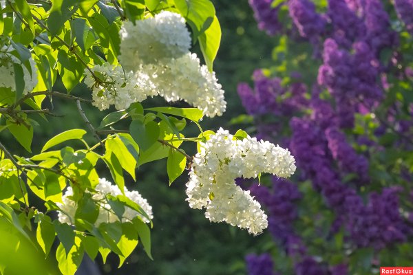 Весна цветение сирени