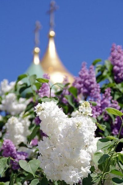 Сирень и солнце