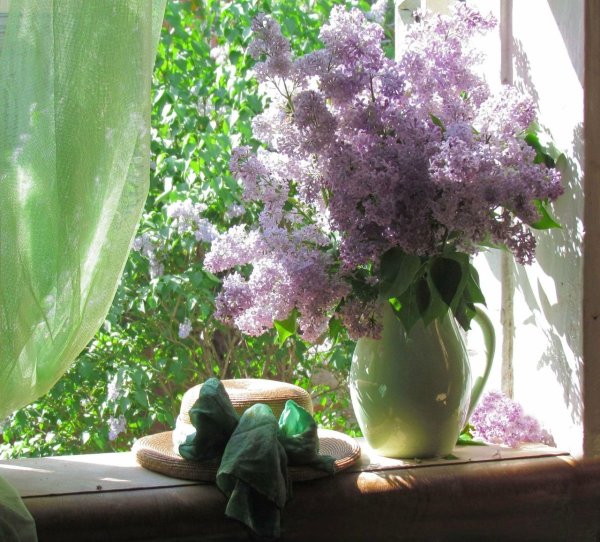 "Сирень на окне " Тимошкина Дарья