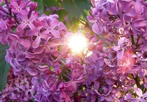 Сирень Свитязянка