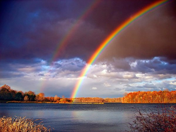 Ромашка на ветру