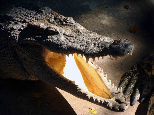 Краденое солнце