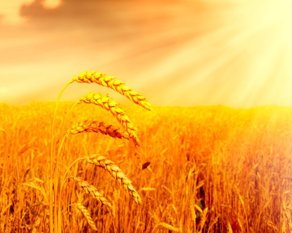 Колосья хлеба