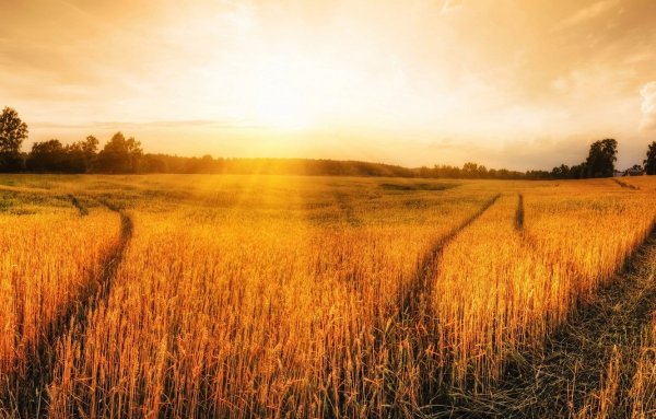 Переславль Залесский поле пшеницы
