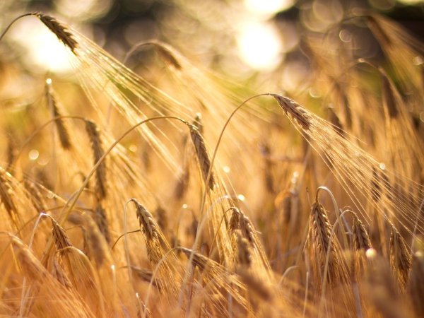 Колосья пшеницы