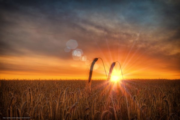 Колосья пшеницы и солнце