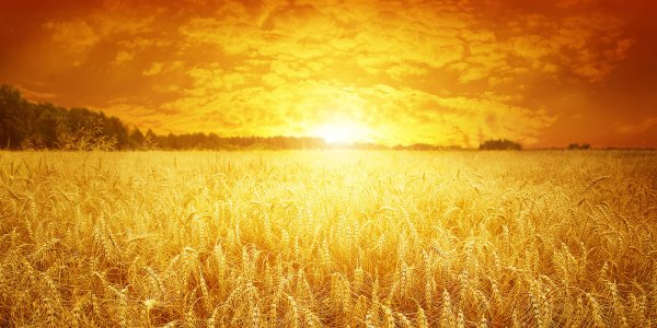 Золотая Нива ржи