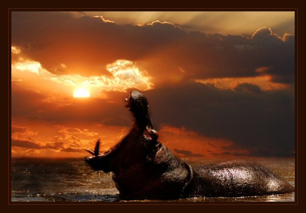 Крокодил солнце проглотил Чуковский