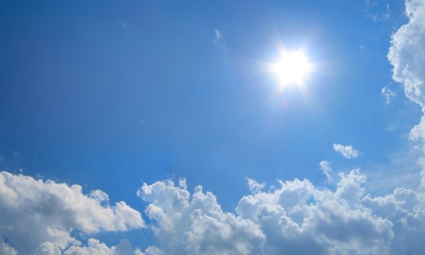 Поле одуванчиков