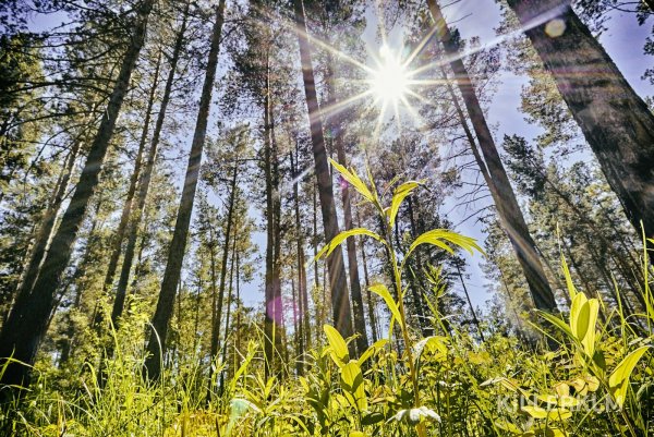 Весенний Солнечный лес