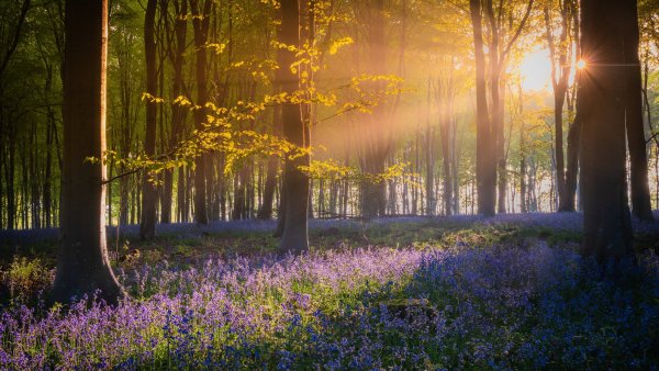 Солнце лес цветы