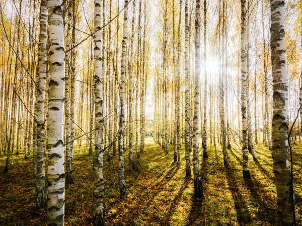 Березовый лес Курск