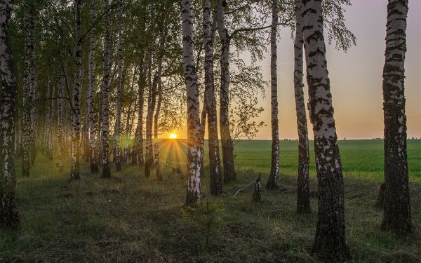 Природа России Березовая роща