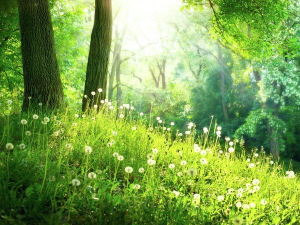 Полянка в лесу