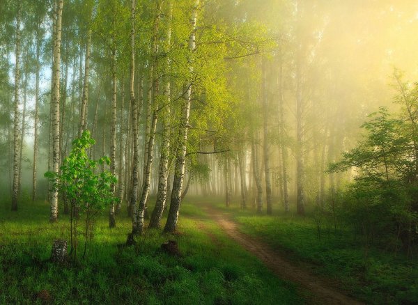 Весеннее утро в лесу