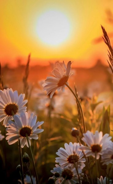 Открытки с добрым утром с солнцем