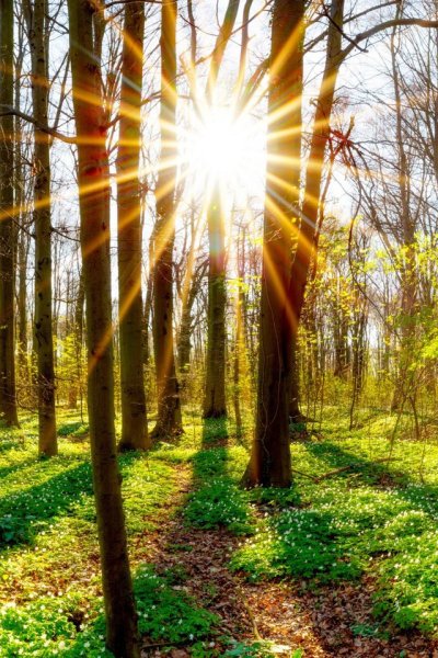 Природа солнце