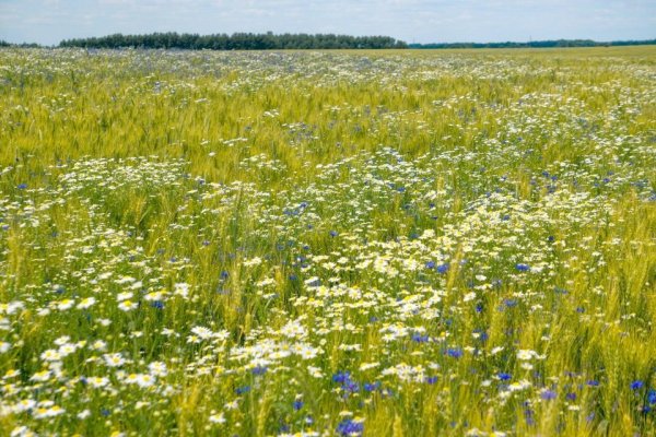 Рожь с васильками и ромашками
