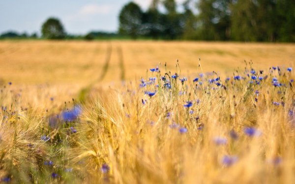 Рисунок поле пшеницы - 48 фото