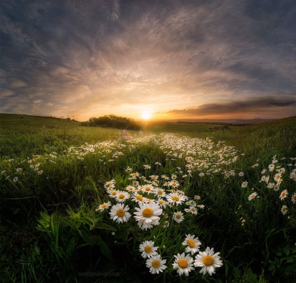 Природа поле ромашки