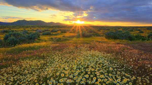 Природа ромашки