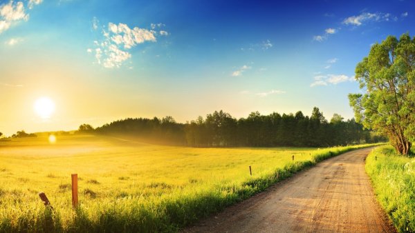 Летнее поле