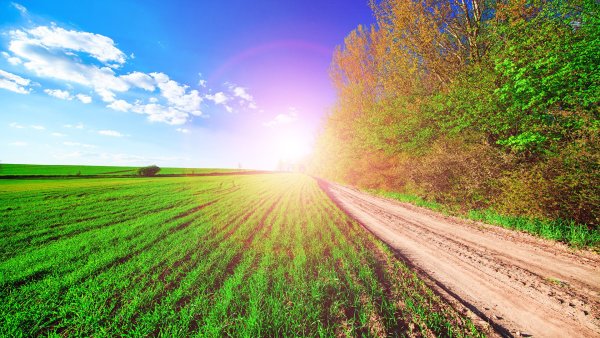 Дорога в поле