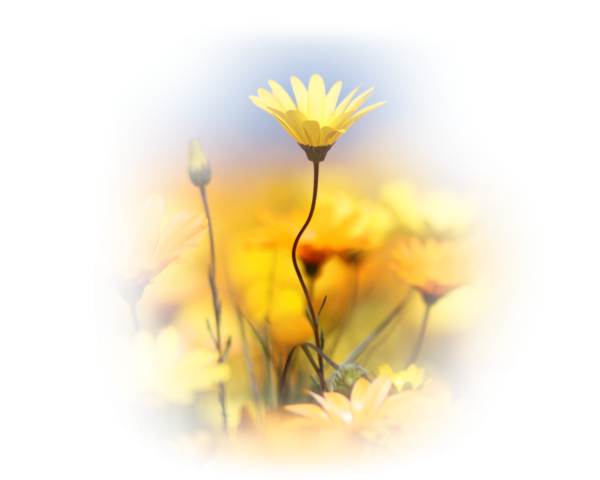 Желтый свет на прозрачном фоне