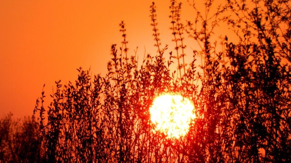 Ветка на фоне солнца