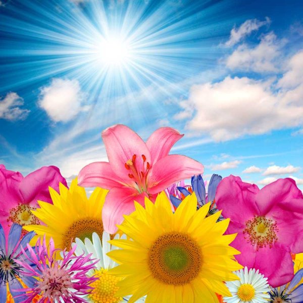 Красивые цветы на солнце