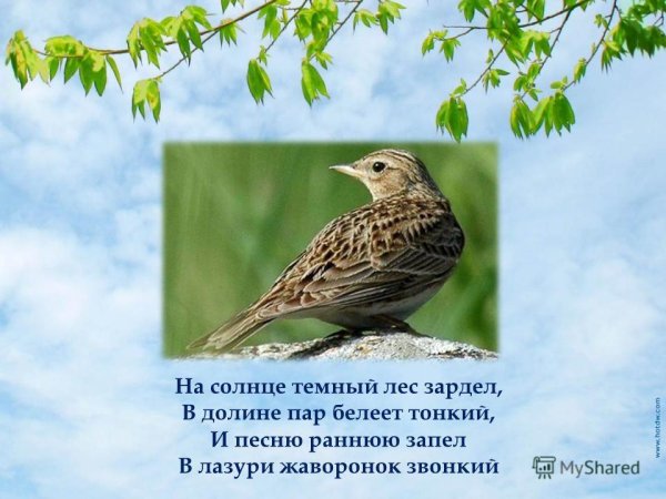 На солнце темный лес зардел