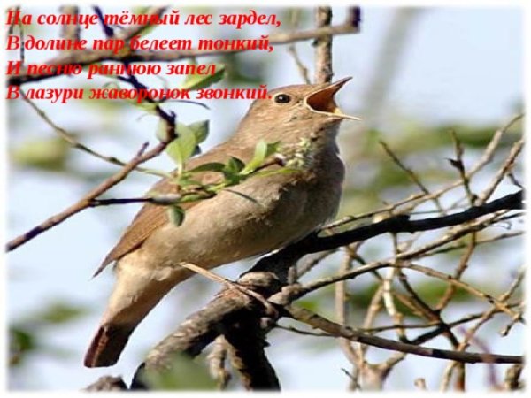 На солнце темный лес зардел в долине пар Белеет