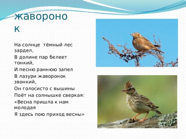 На солнце темный лес зардел в долине пар Белеет тонкий