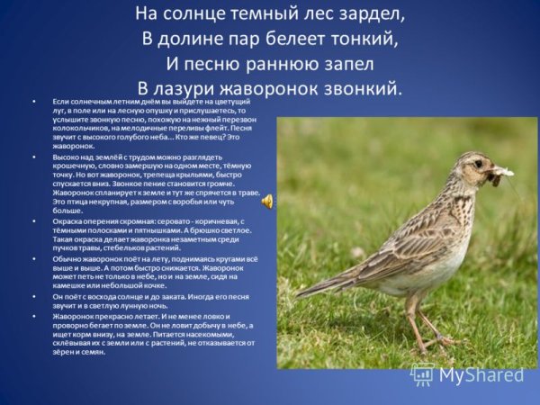 Василий Жуковский Жаворонок стихотворение