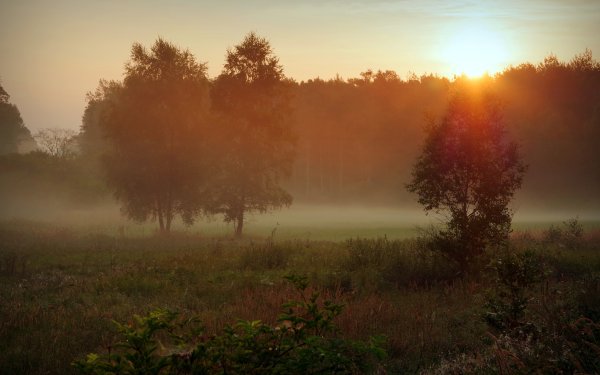 Рассвет в лесу