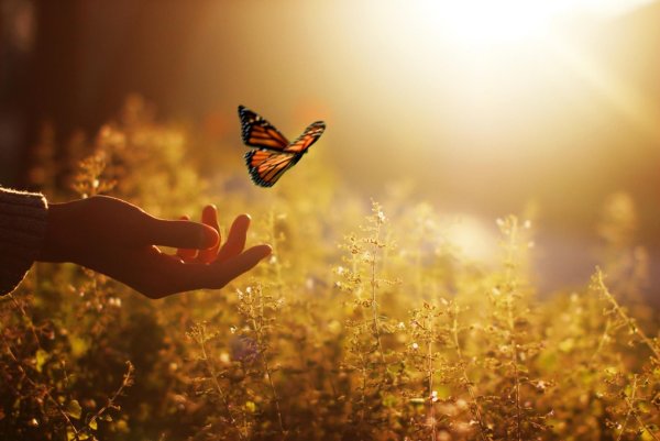 Солнце счастье радость