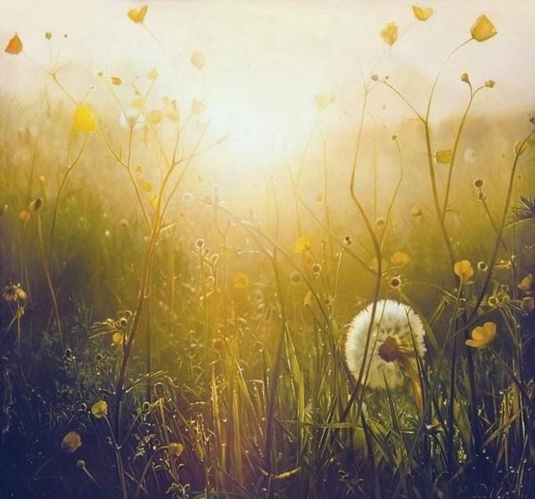 Лучи солнца