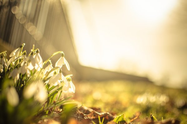 Солнце весной