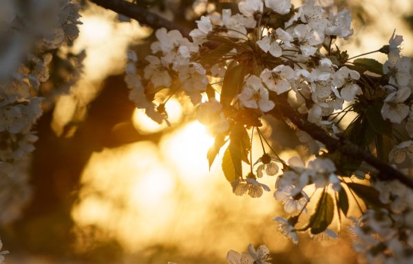 Природа оживает весной