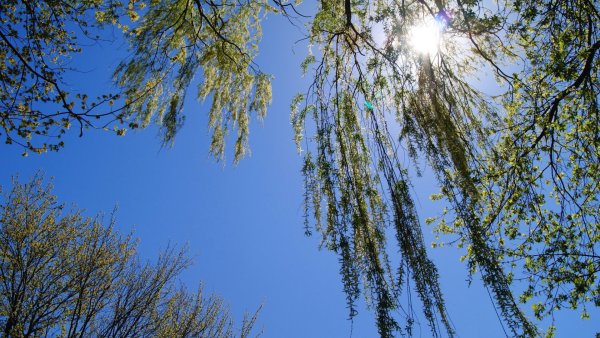 Поле одуванчиков