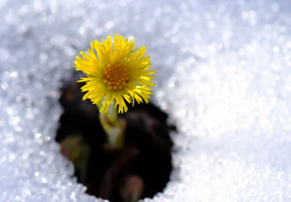 Весеннее солнце и снег