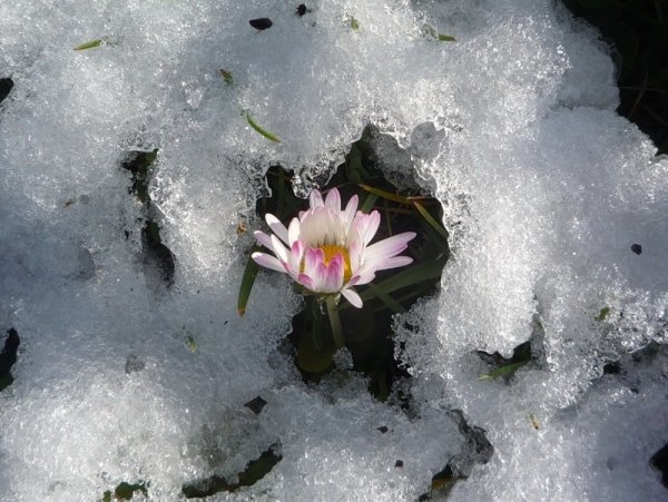 Зимой снег растает