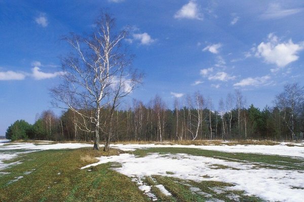 Весенний лес поле