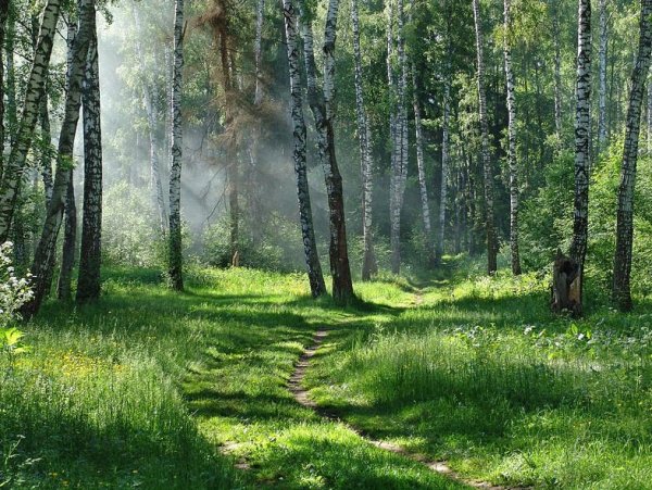 Летний лес России