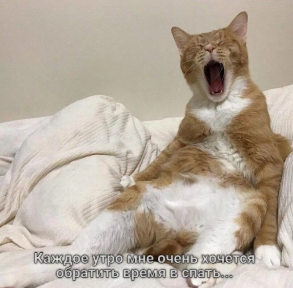 Просыпайся картинки прикольные