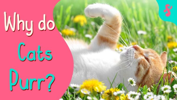 Смешные афоризмы про весну