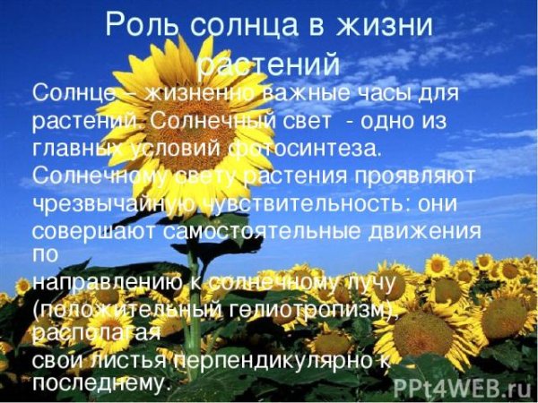 Солнце единственная звезда солнечной системы