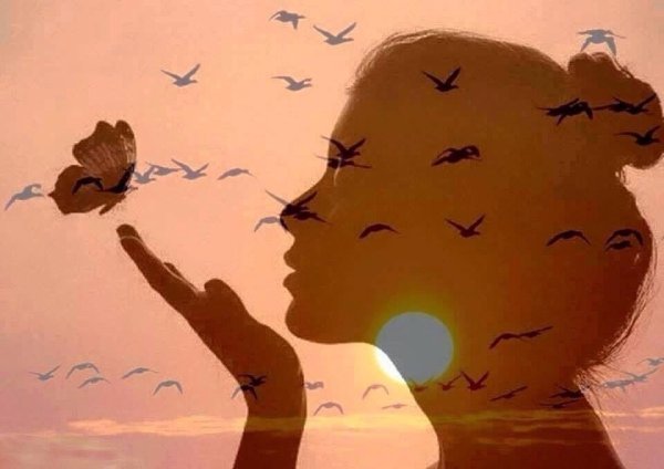 Красивые ромашки на закате