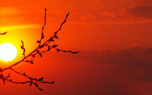 Ветка на фоне солнца