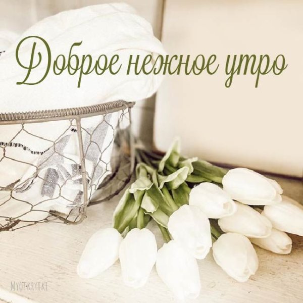Вечерние ромашки